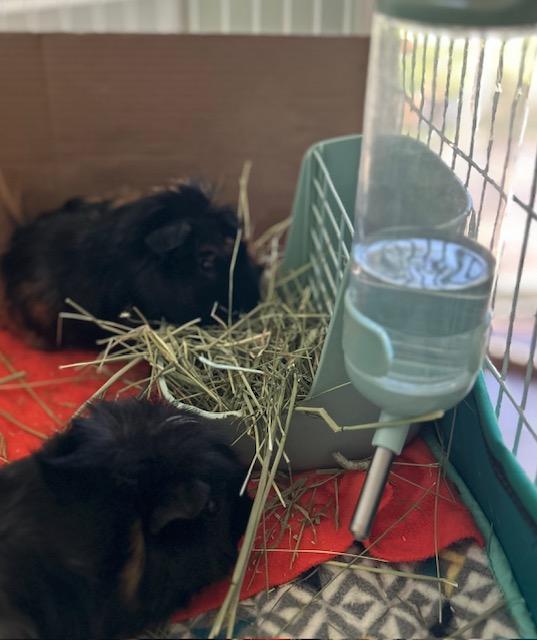 Bruno & Edgar, Adult Male unknown