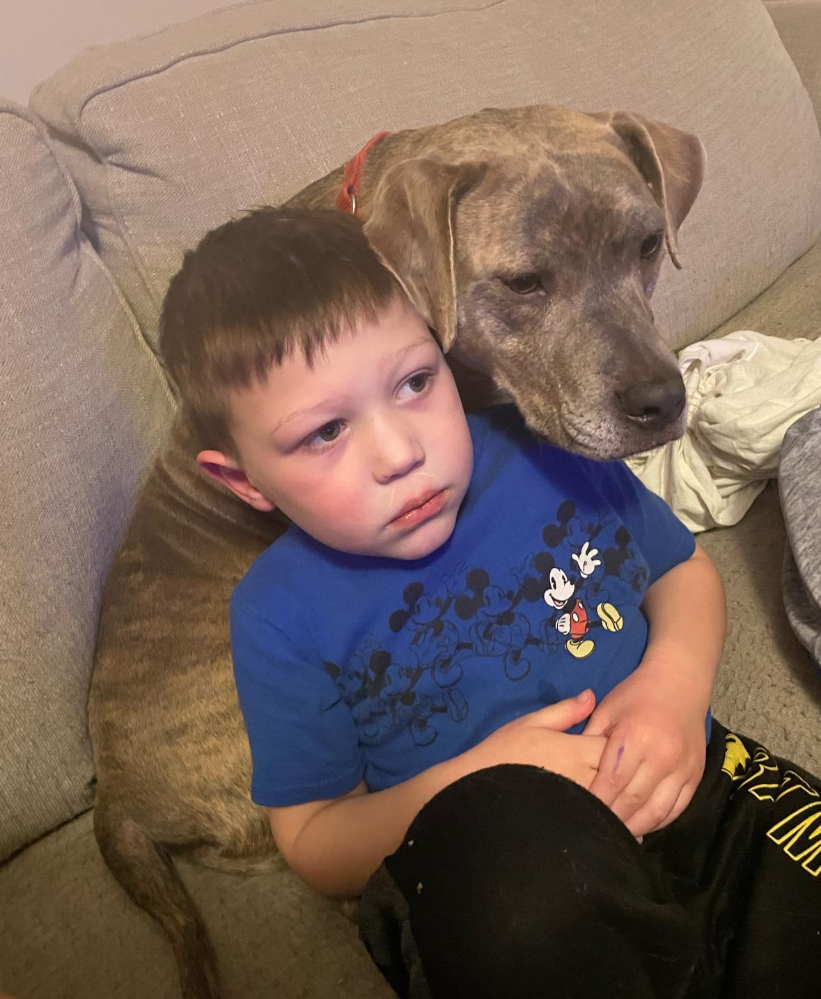 Enlarge Dozer & Minni, a ADOPTABLE mixed breed in New Boston, NH image 1/4