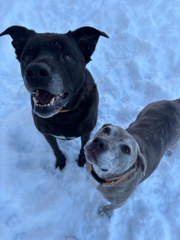 Enlarge Dozer & Minni, a ADOPTABLE mixed breed in New Boston, NH image 3/4