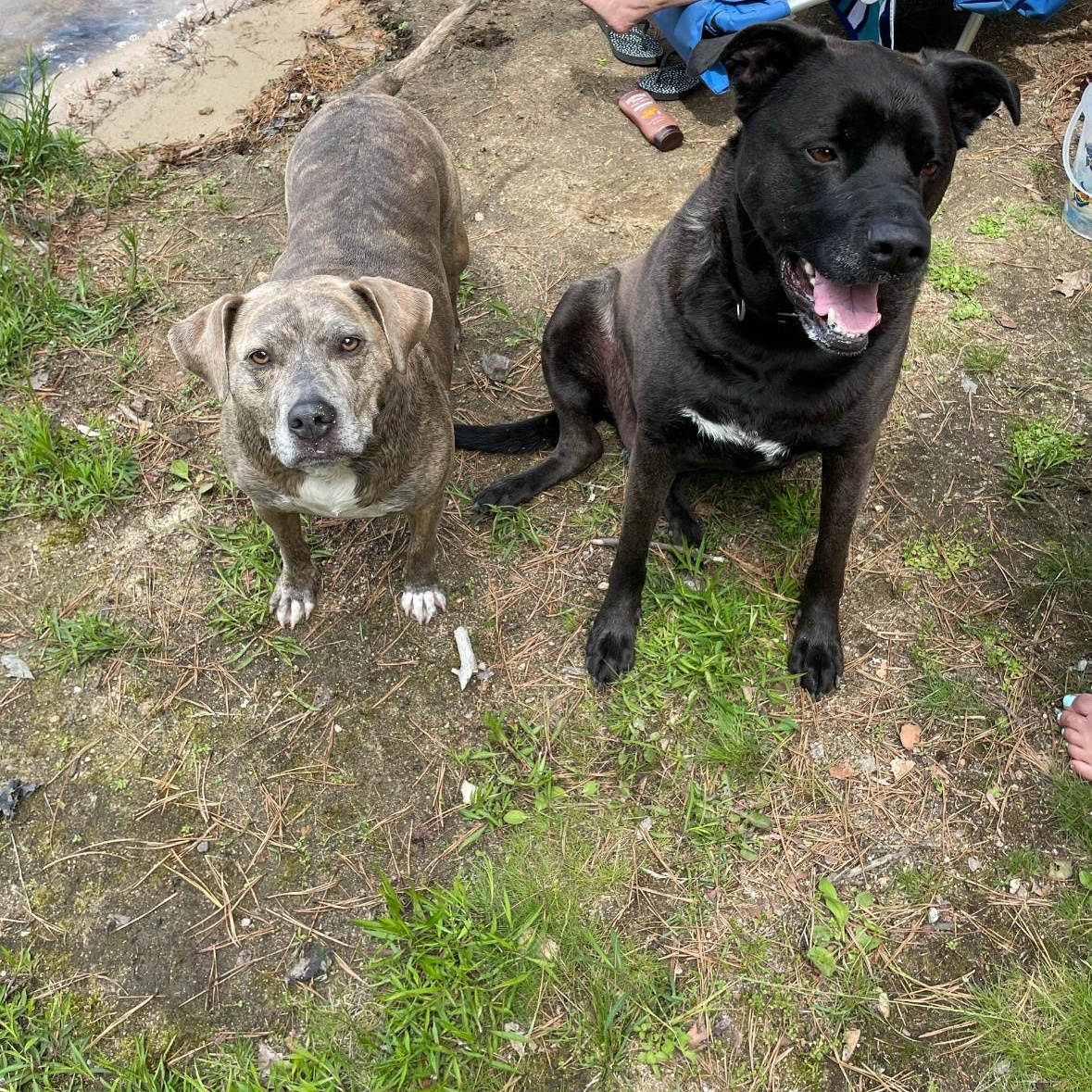 Enlarge Dozer & Minni, a ADOPTABLE mixed breed in New Boston, NH image 4/4