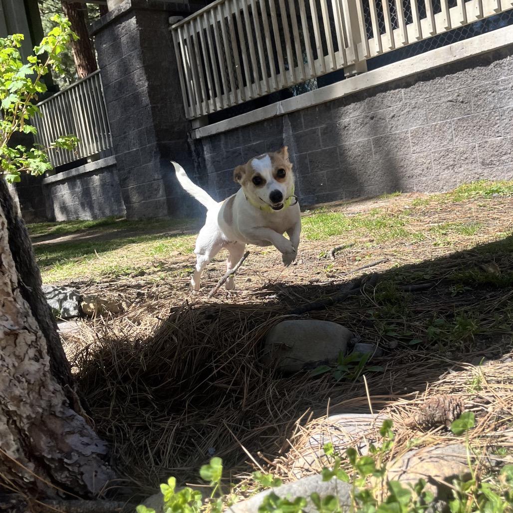 Patina, Adoptable, Adult Female Chihuahua.