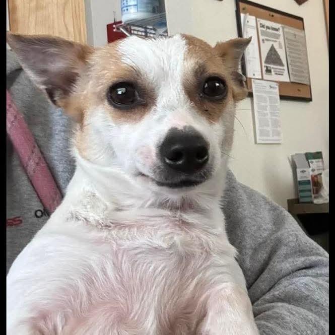 Enlarge Patina, a Adoptable mixed breed in Incline Village, NV image 1/2