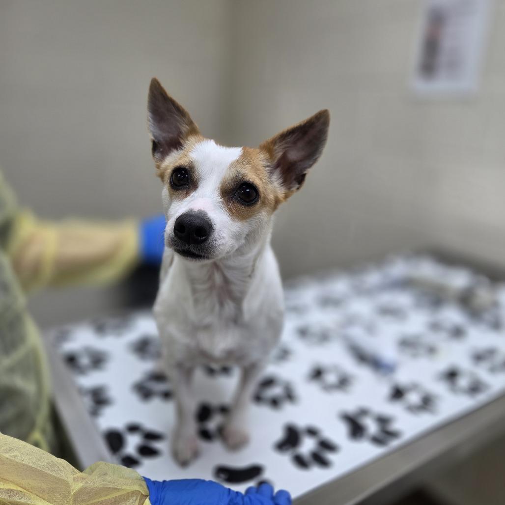 Enlarge Patina, a Adoptable mixed breed in Incline Village, NV image 2/2