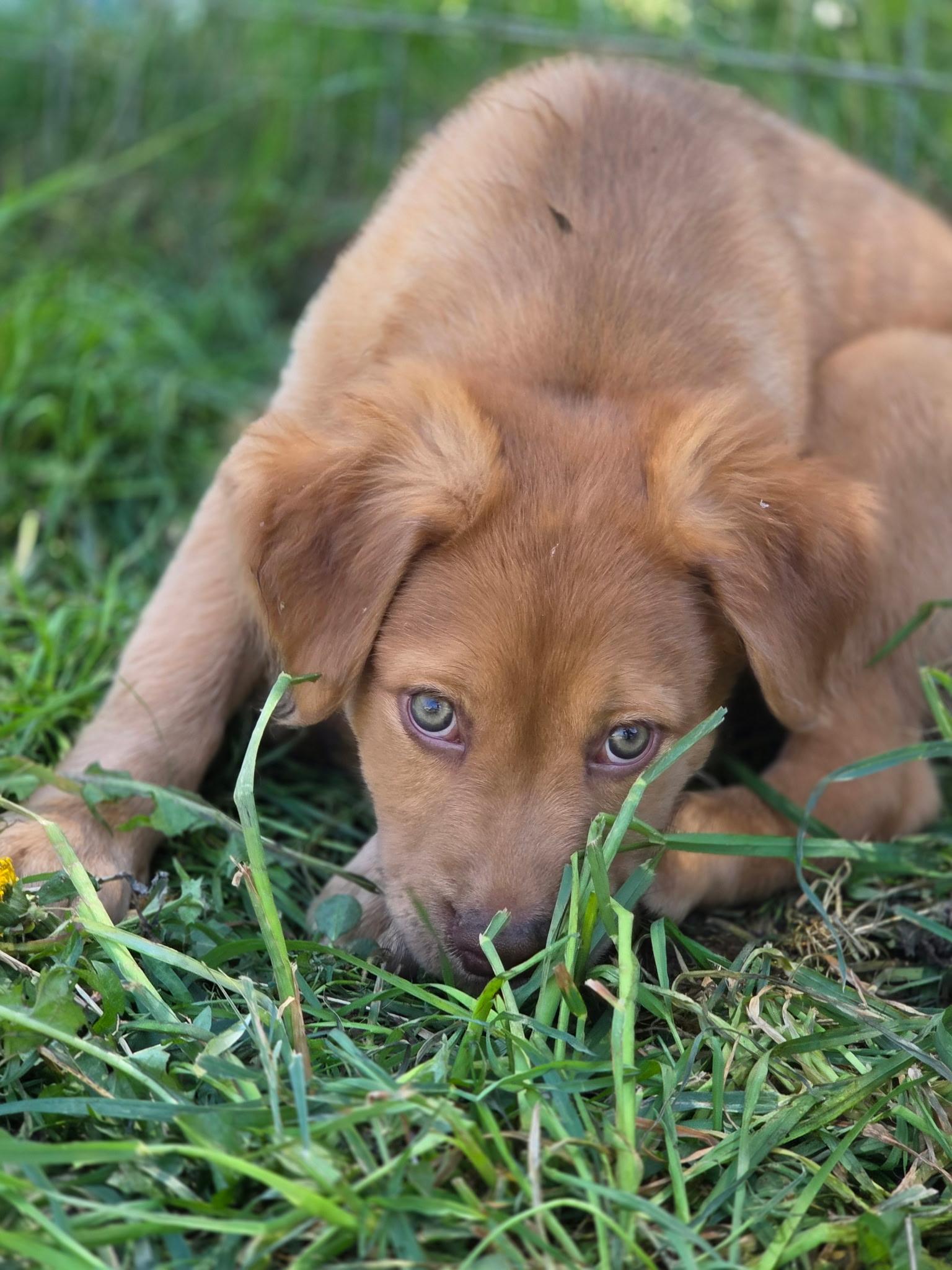 Finch, a Adoptable mixed breed in Port Angeles, WA image 4/5