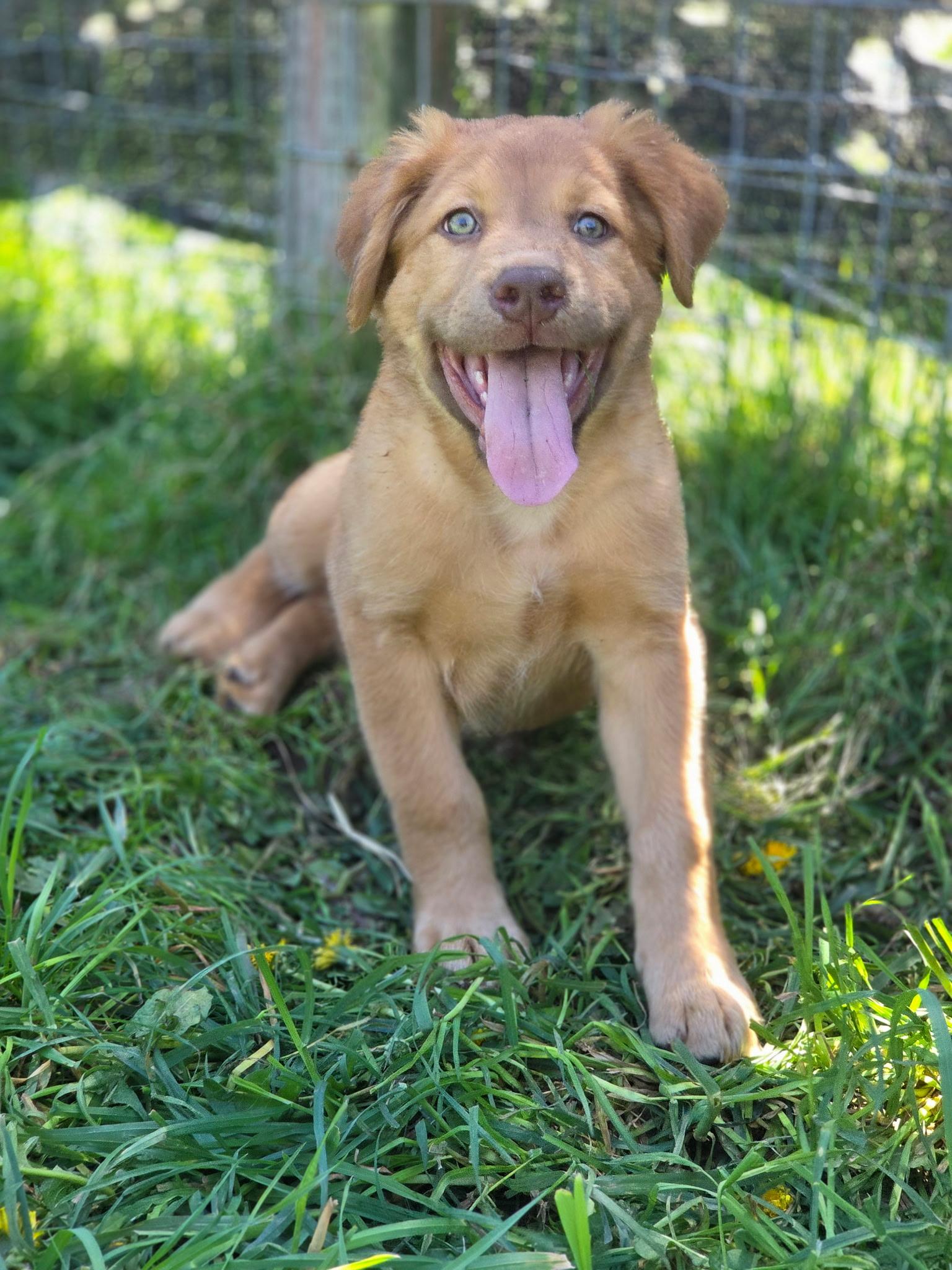 Finch, Adoptable, Puppy Male Labrador Retriever & American Bully.