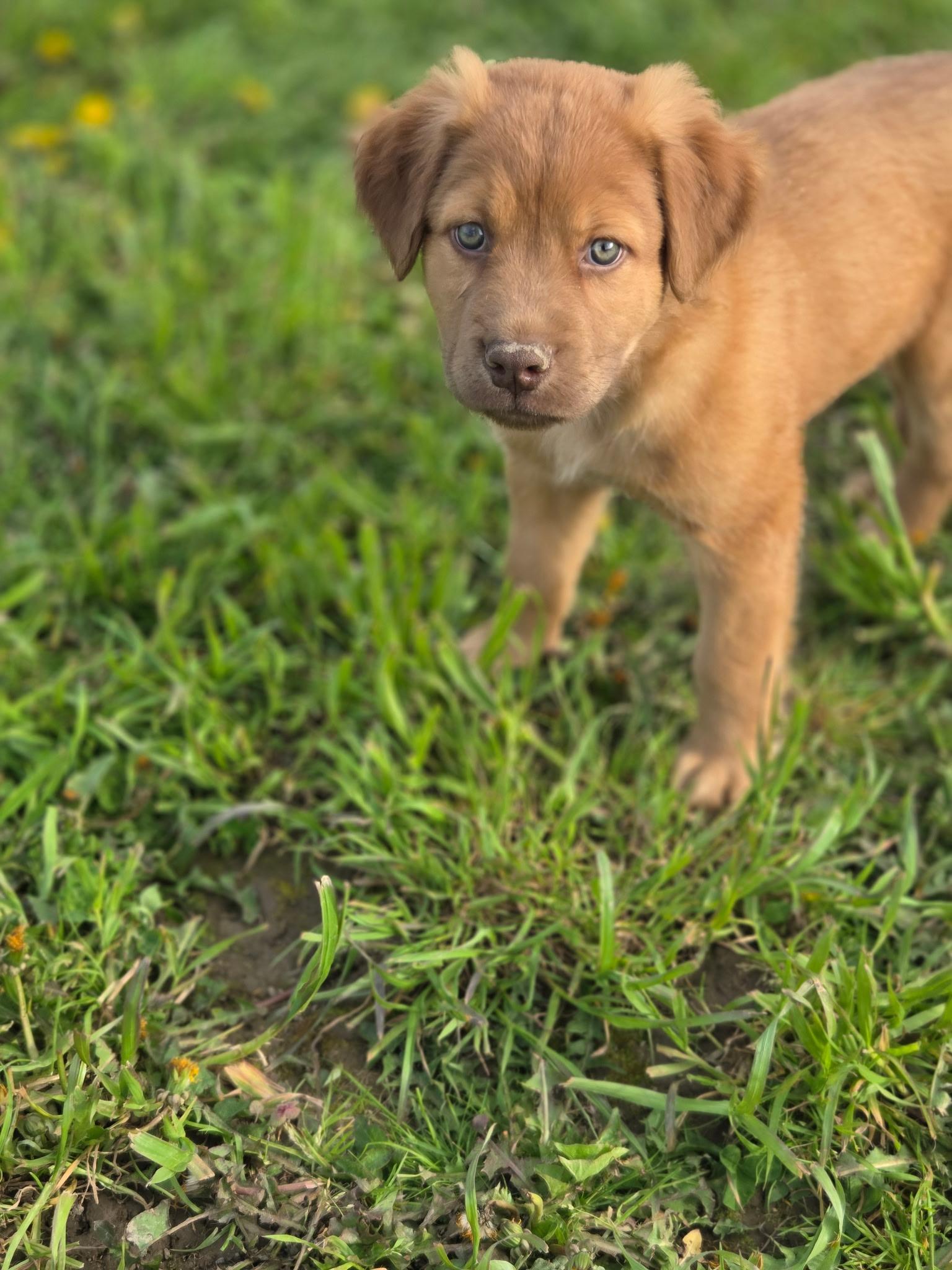 Finch, a Adoptable mixed breed in Port Angeles, WA image 2/5