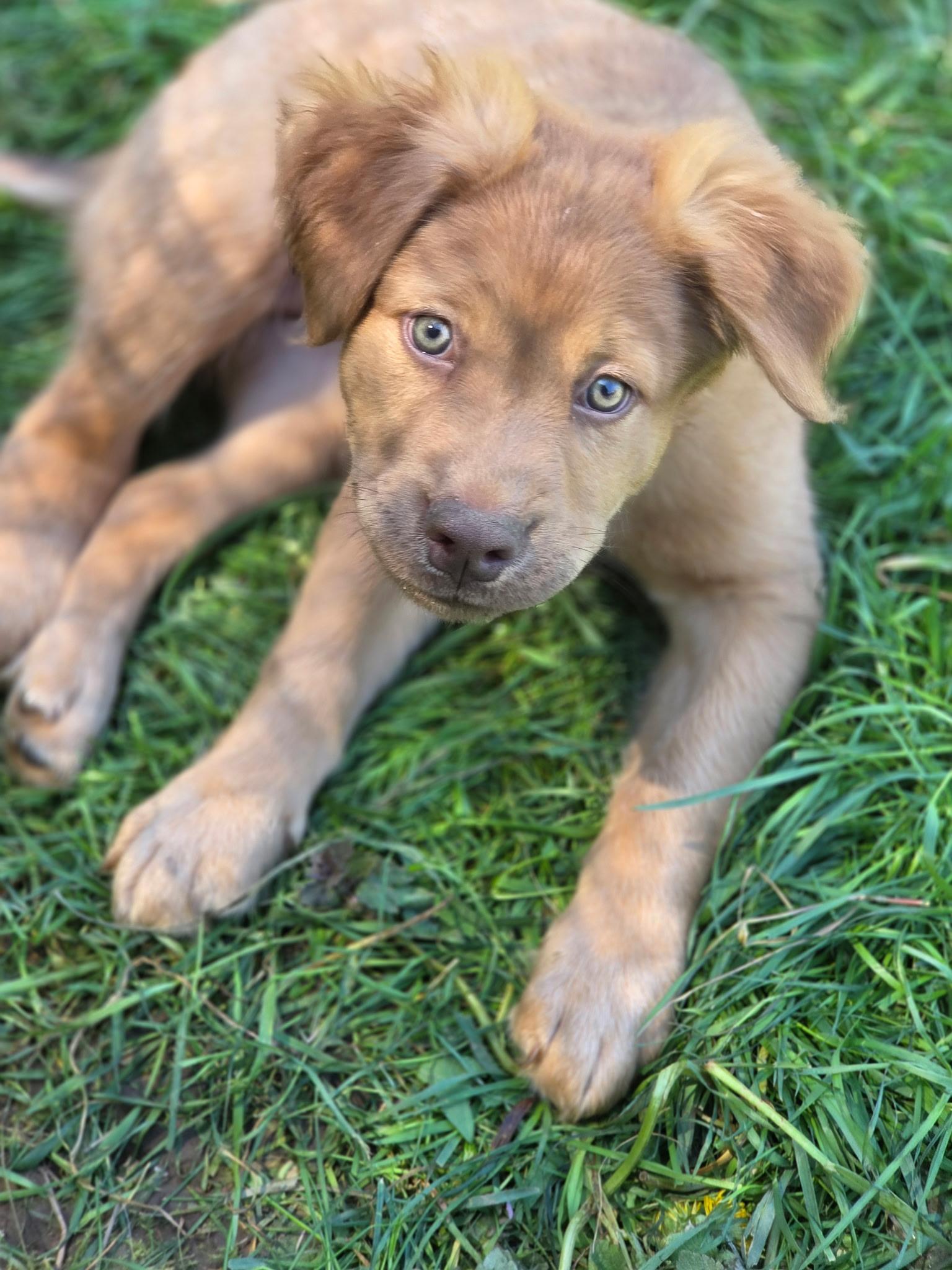 Finch, a Adoptable mixed breed in Port Angeles, WA image 5/5