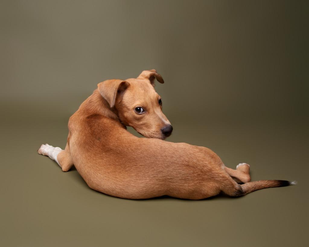 Enlarge Zazu, a Adoptable mixed breed in Rockport, TX image 2/5