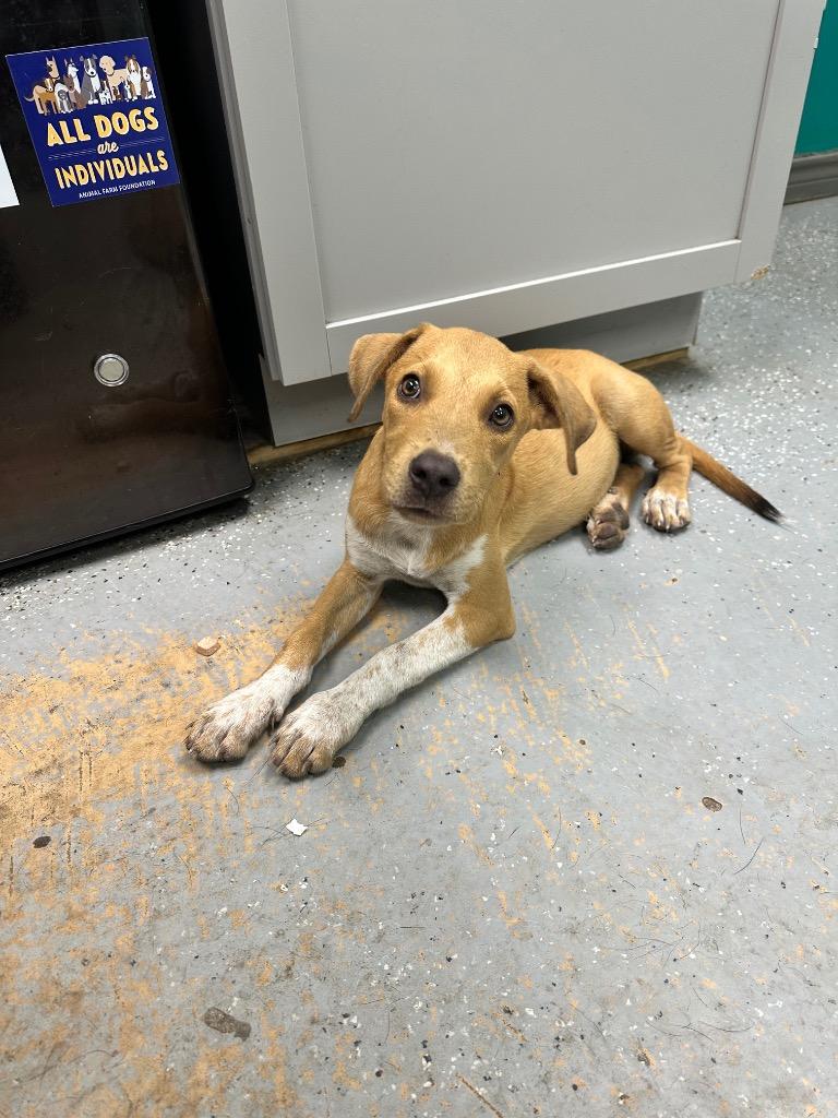 Enlarge Zazu, a Adoptable mixed breed in Rockport, TX image 3/5
