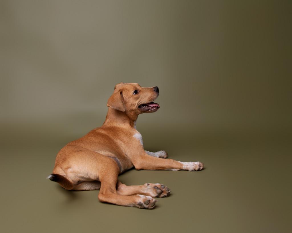 Enlarge Zazu, a Adoptable mixed breed in Rockport, TX image 4/5
