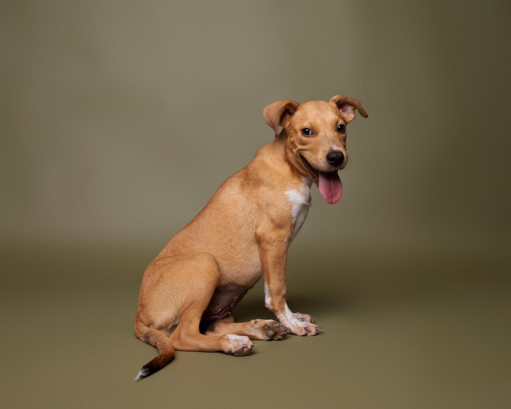 Enlarge Zazu, a Adoptable mixed breed in Rockport, TX image 5/5