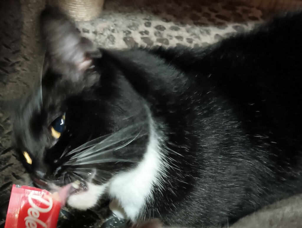 Enlarge Teddy, a Adopted Domestic Short Hair in Queensbury, NY image 3/4