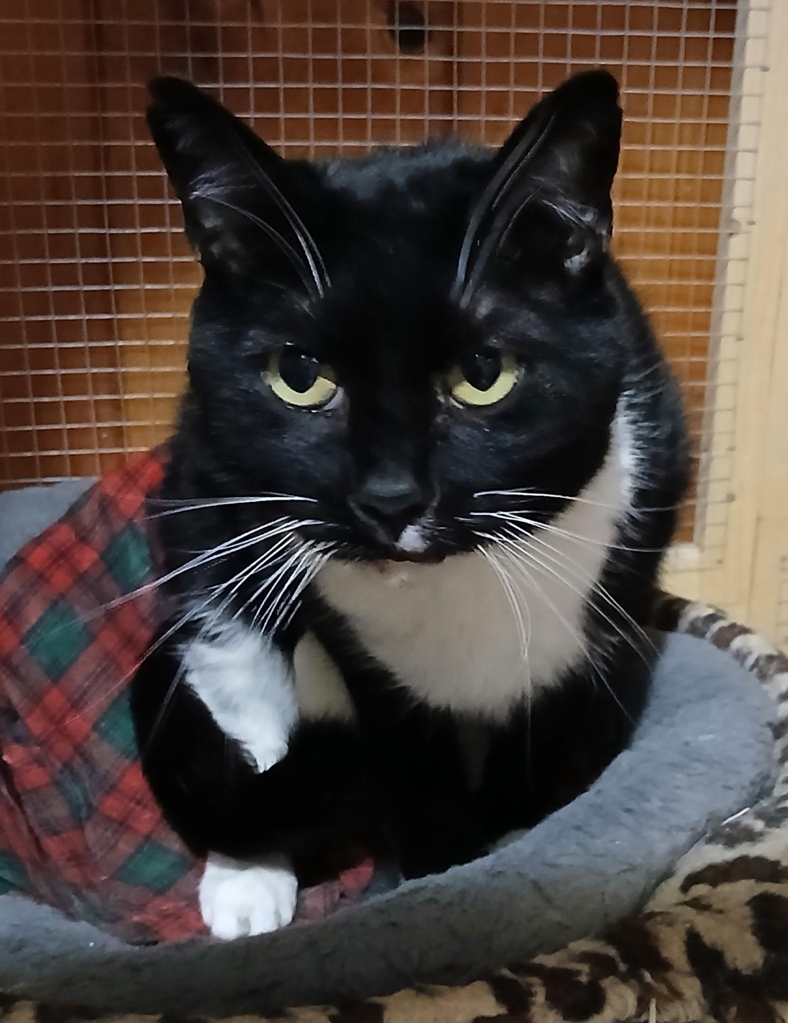 Teddy, Adopted, Adult Male Domestic Short Hair.