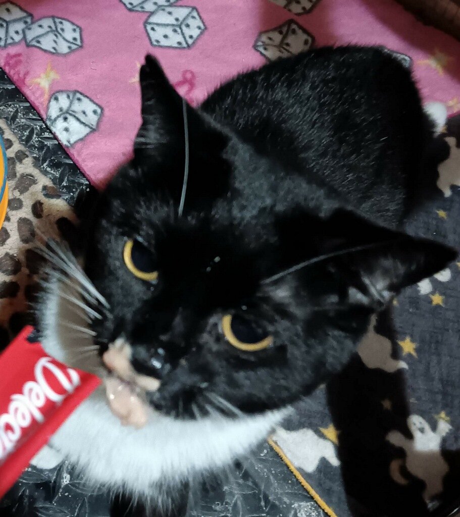 Enlarge Teddy, a Adopted Domestic Short Hair in Queensbury, NY image 4/4