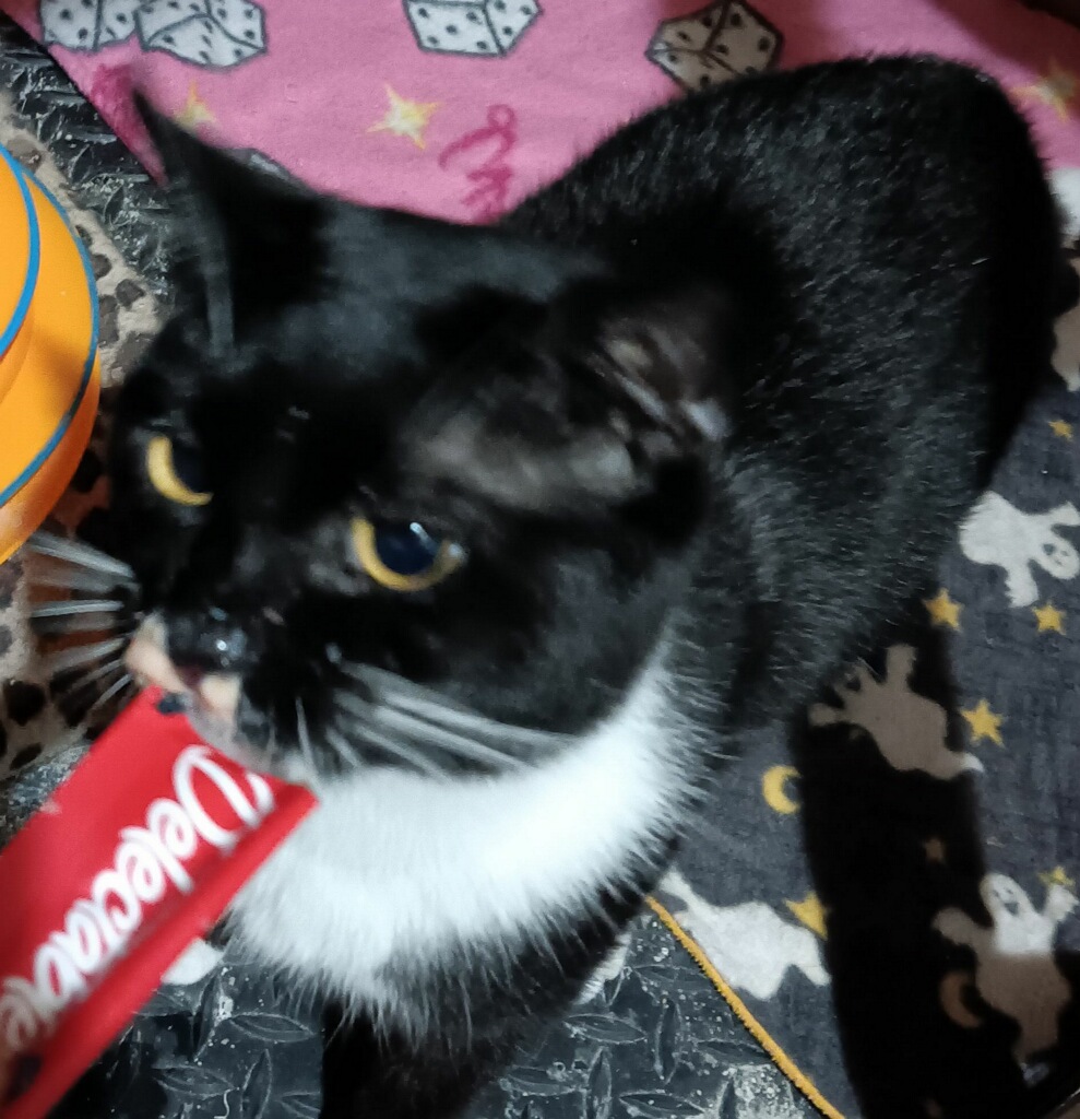 Enlarge Teddy, a Adopted Domestic Short Hair in Queensbury, NY image 2/4