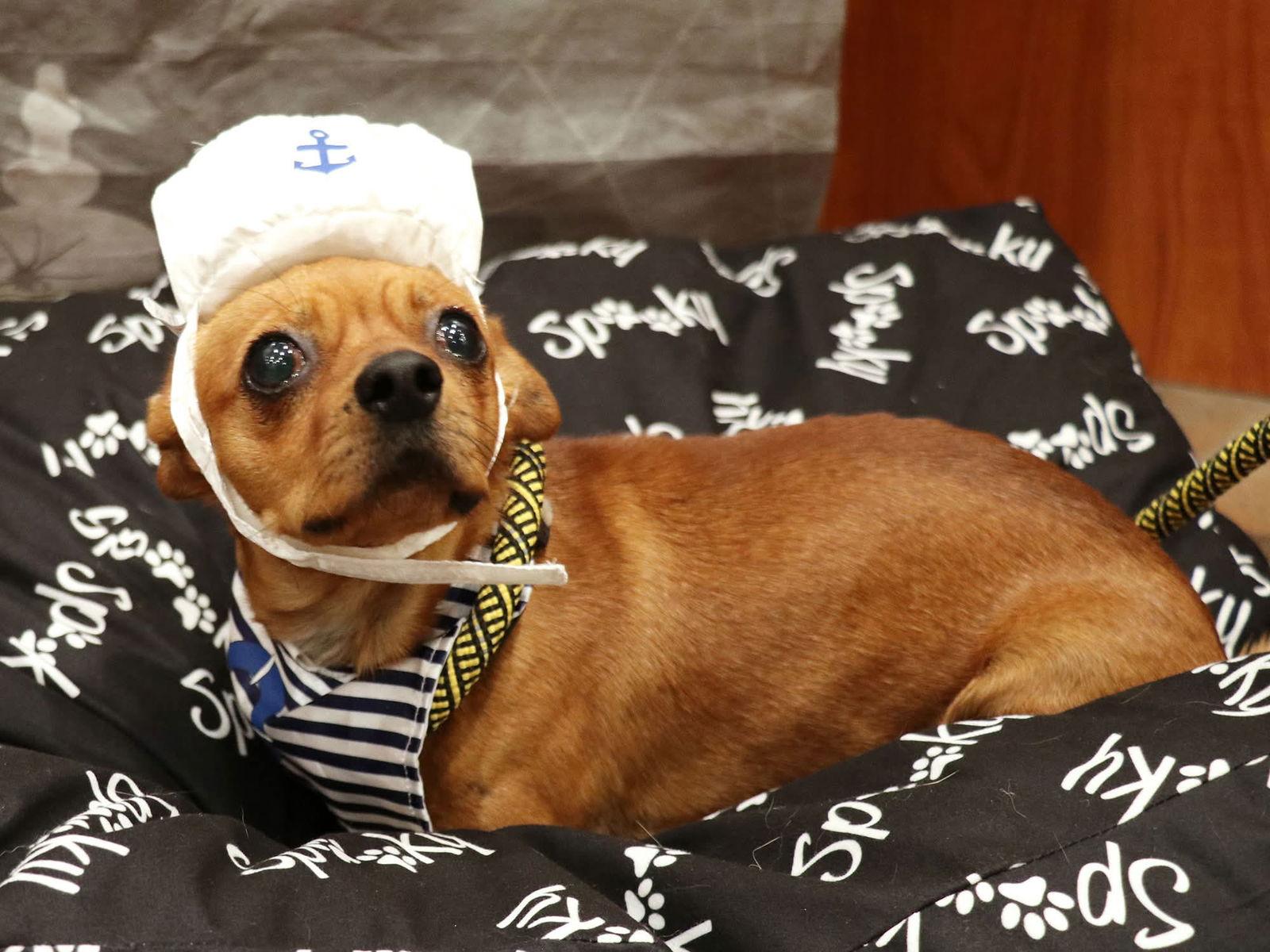 Pappy, Adoptable, Adult Male Chihuahua.