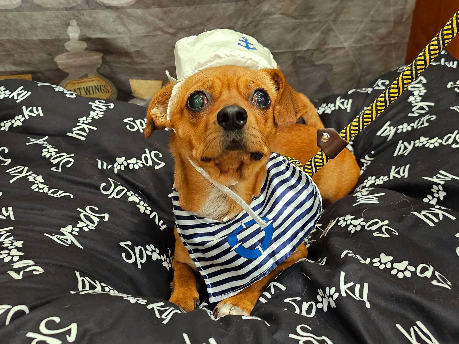 Pappy, a Adoptable Chihuahua in Apple Valley, CA image 2/2