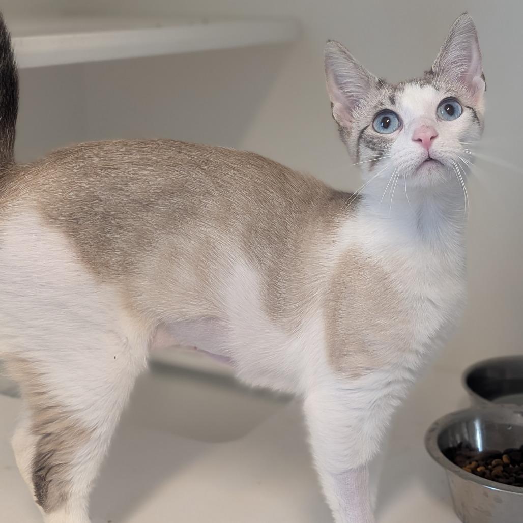 Enlarge Zinnia, a Adoptable Domestic Short Hair in Prairie du Chien, WI image 1/2