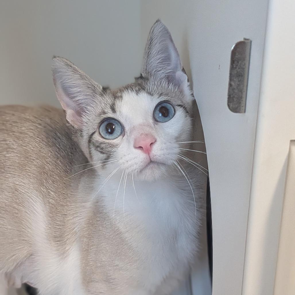 Enlarge Zinnia, a Adoptable Domestic Short Hair in Prairie du Chien, WI image 2/2