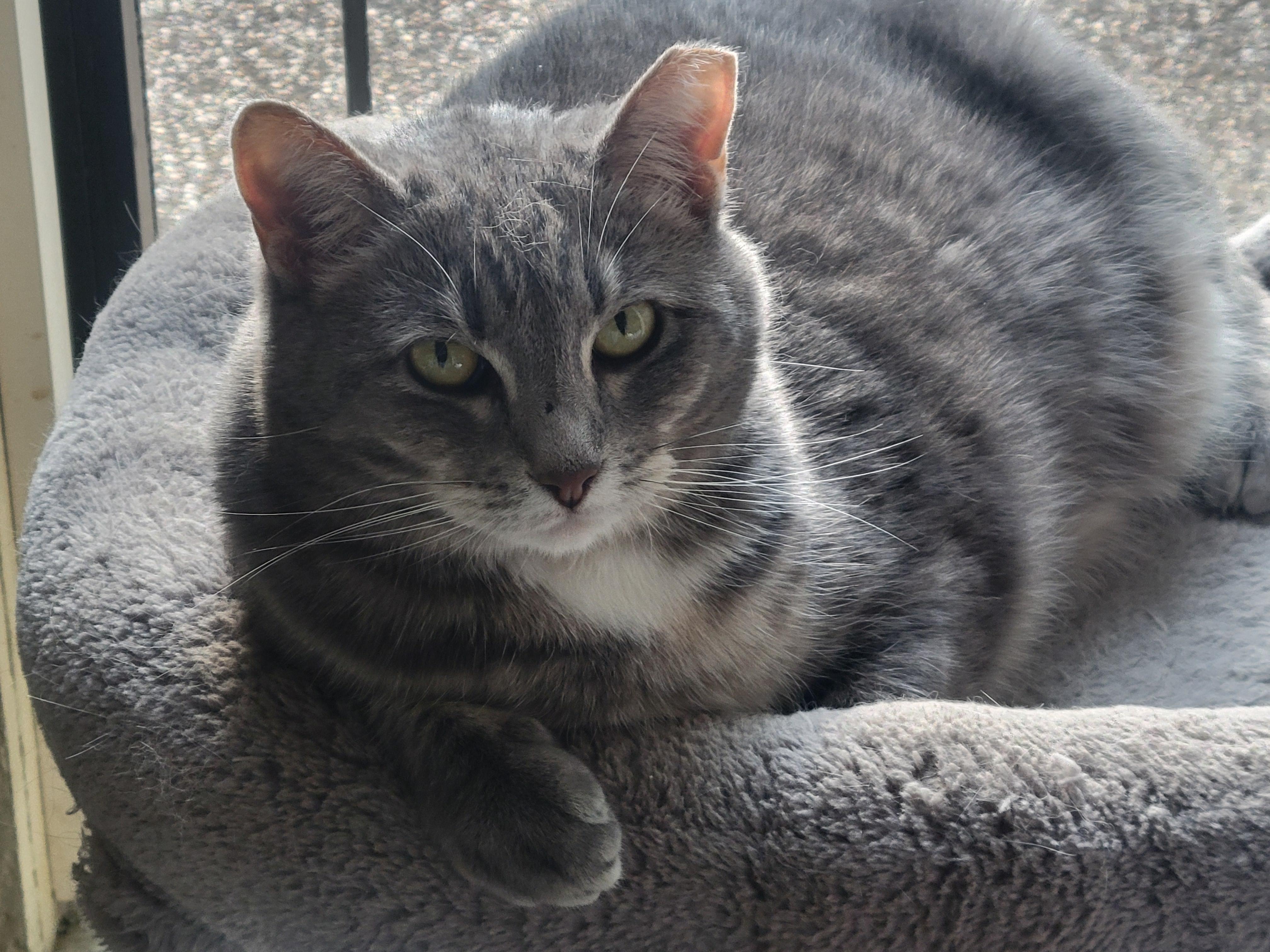Misty, a Adoptable Domestic Short Hair in Memphis, TN image 1/3