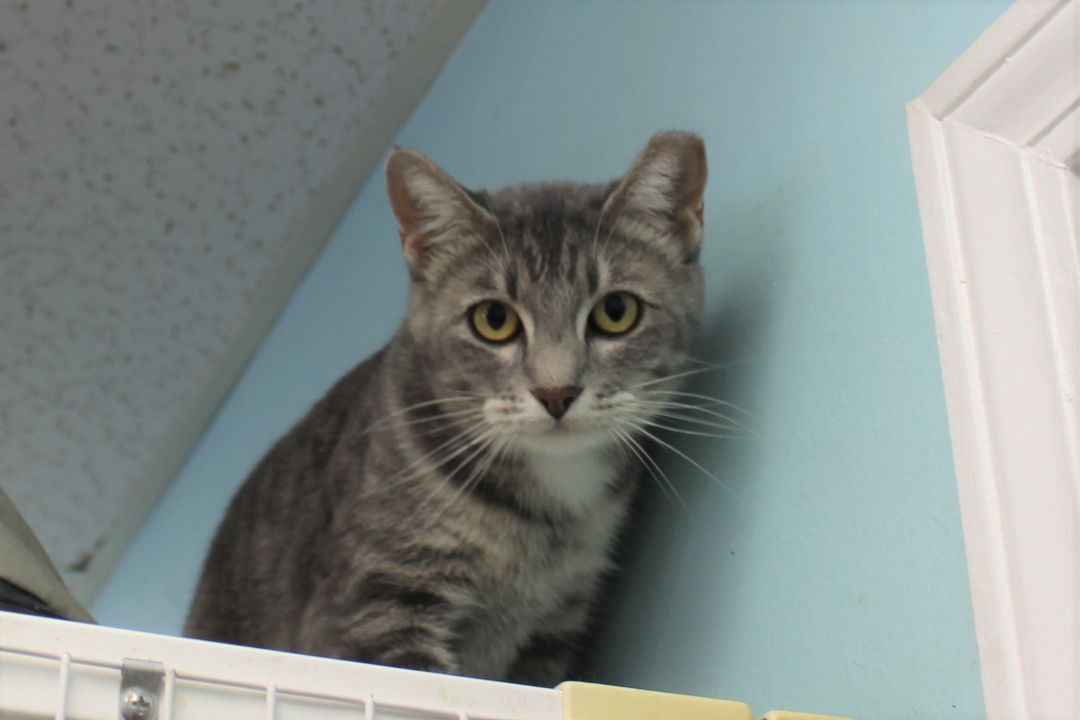 Enlarge Misty, a Adoptable Domestic Short Hair in Memphis, TN image 1/6