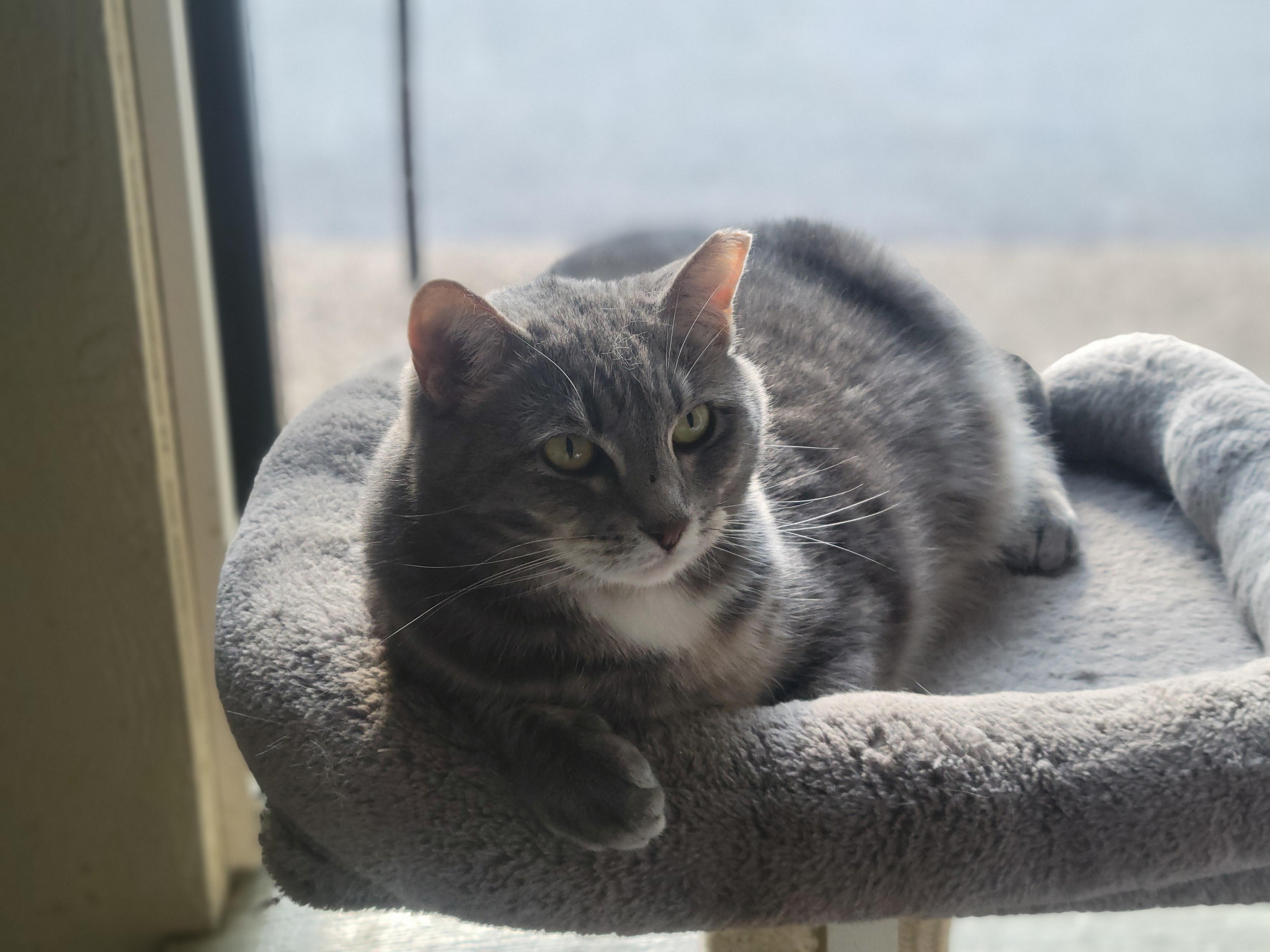 Misty, a Adoptable Domestic Short Hair in Memphis, TN image 2/3