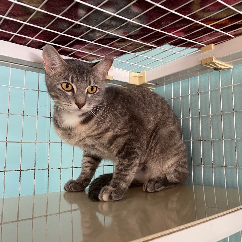 Enlarge Misty, a Adoptable Domestic Short Hair in Memphis, TN image 2/6