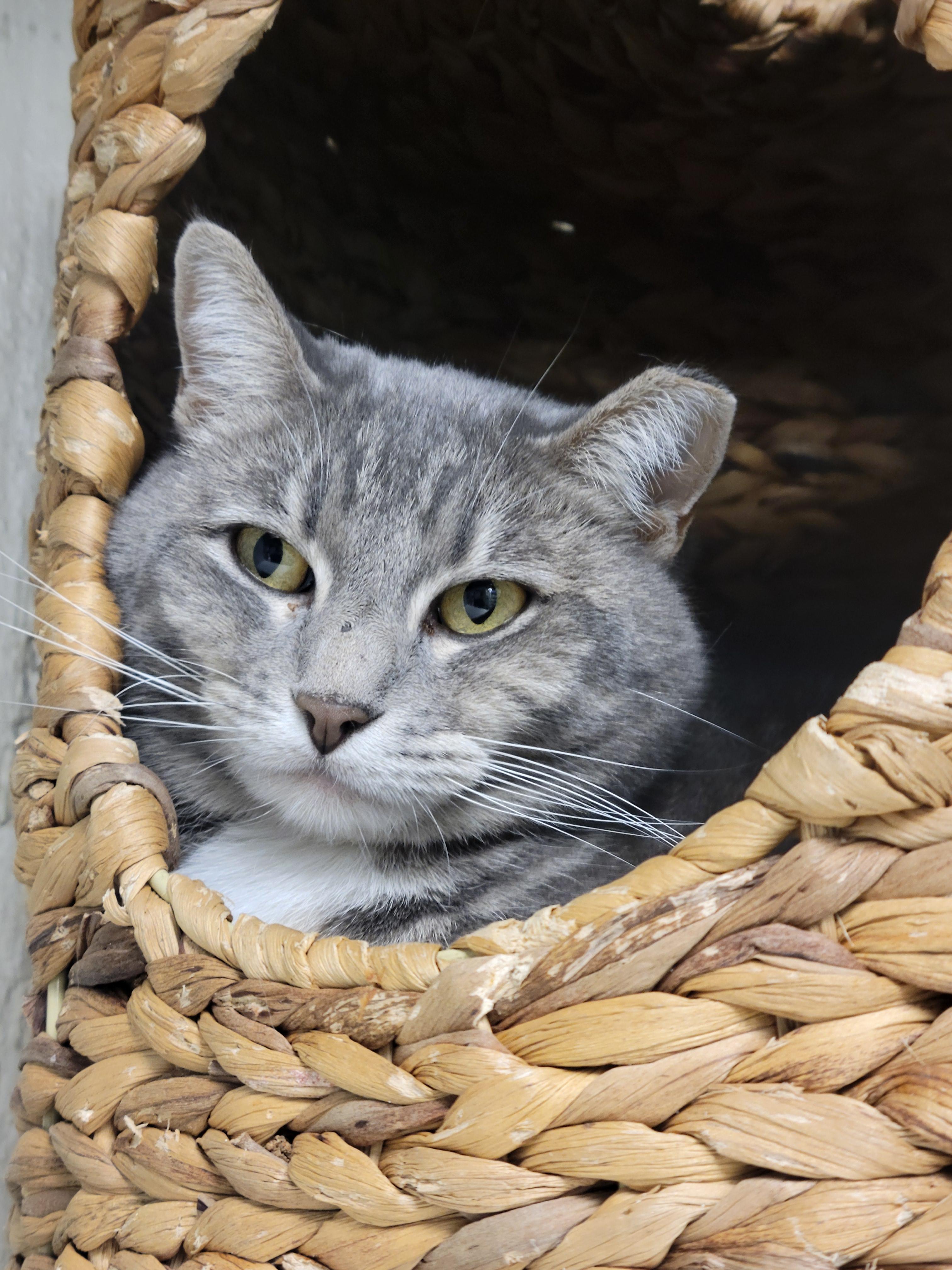 Misty, a Adoptable Domestic Short Hair in Memphis, TN image 3/3