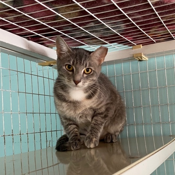 Enlarge Misty, a Adoptable Domestic Short Hair in Memphis, TN image 3/6