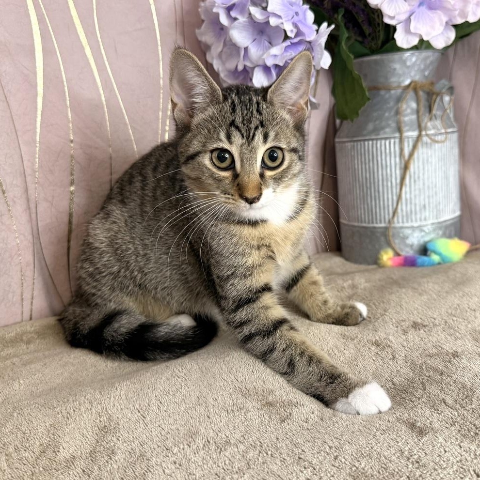Enlarge Skye, a Adoptable Domestic Short Hair in Brattleboro, VT image 6/6