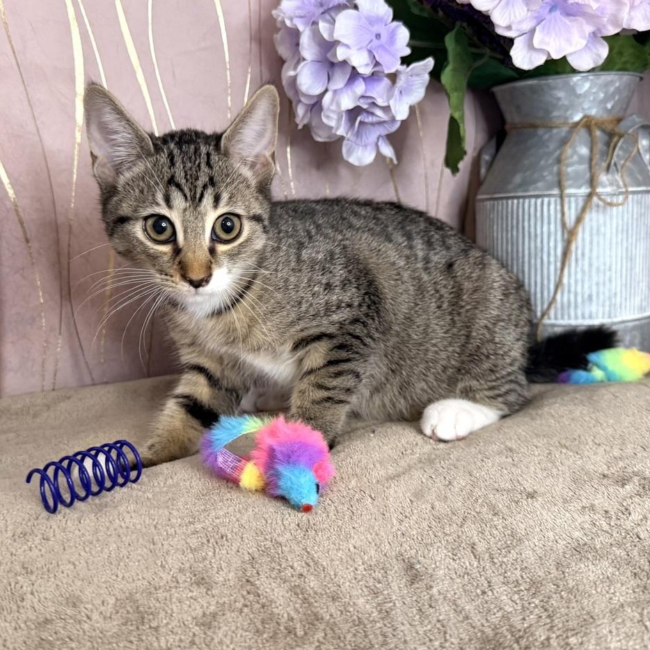 Enlarge Skye, a Adoptable Domestic Short Hair in Brattleboro, VT image 5/6