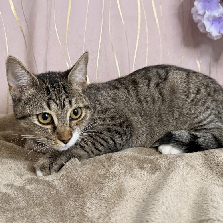 Enlarge Skye, a Adoptable Domestic Short Hair in Brattleboro, VT image 2/6