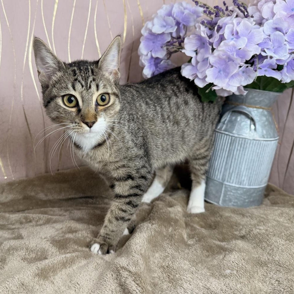 Skye, Adoptable, Kitten Female Domestic Short Hair.