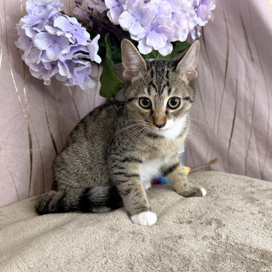 Enlarge Skye, a Adoptable Domestic Short Hair in Brattleboro, VT image 4/6