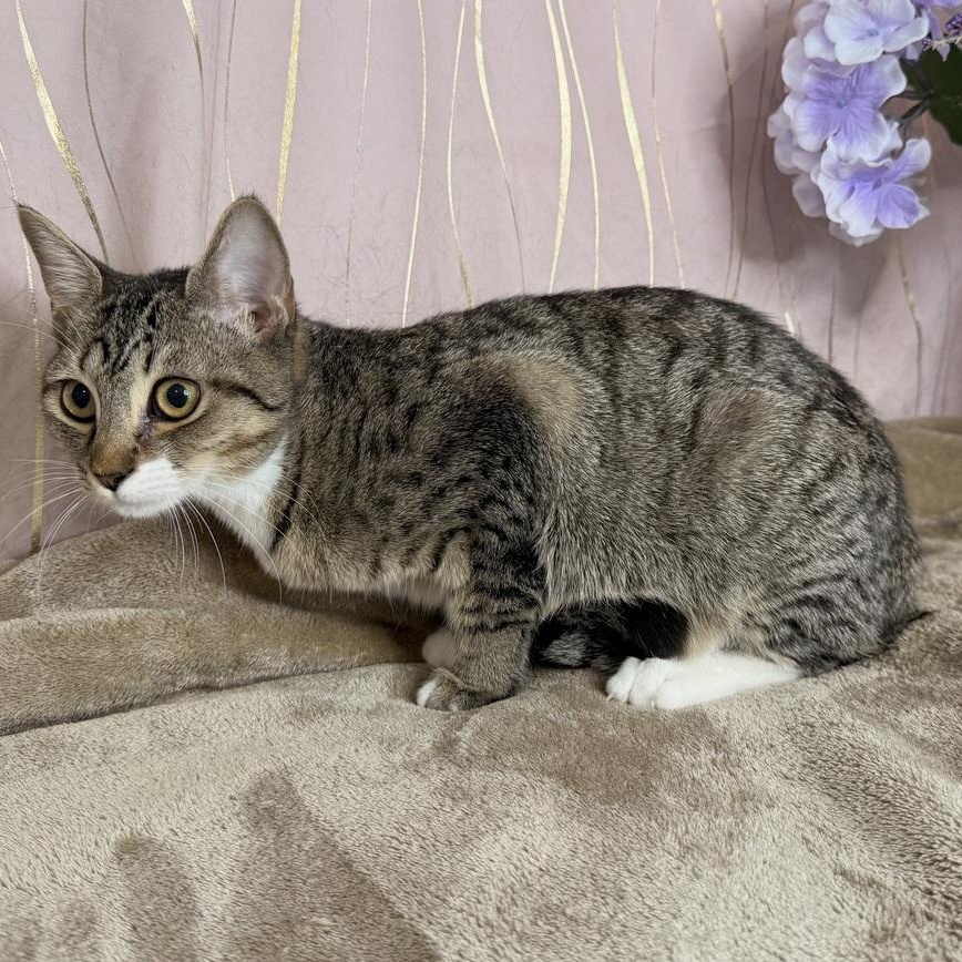 Enlarge Skye, a Adoptable Domestic Short Hair in Brattleboro, VT image 3/6