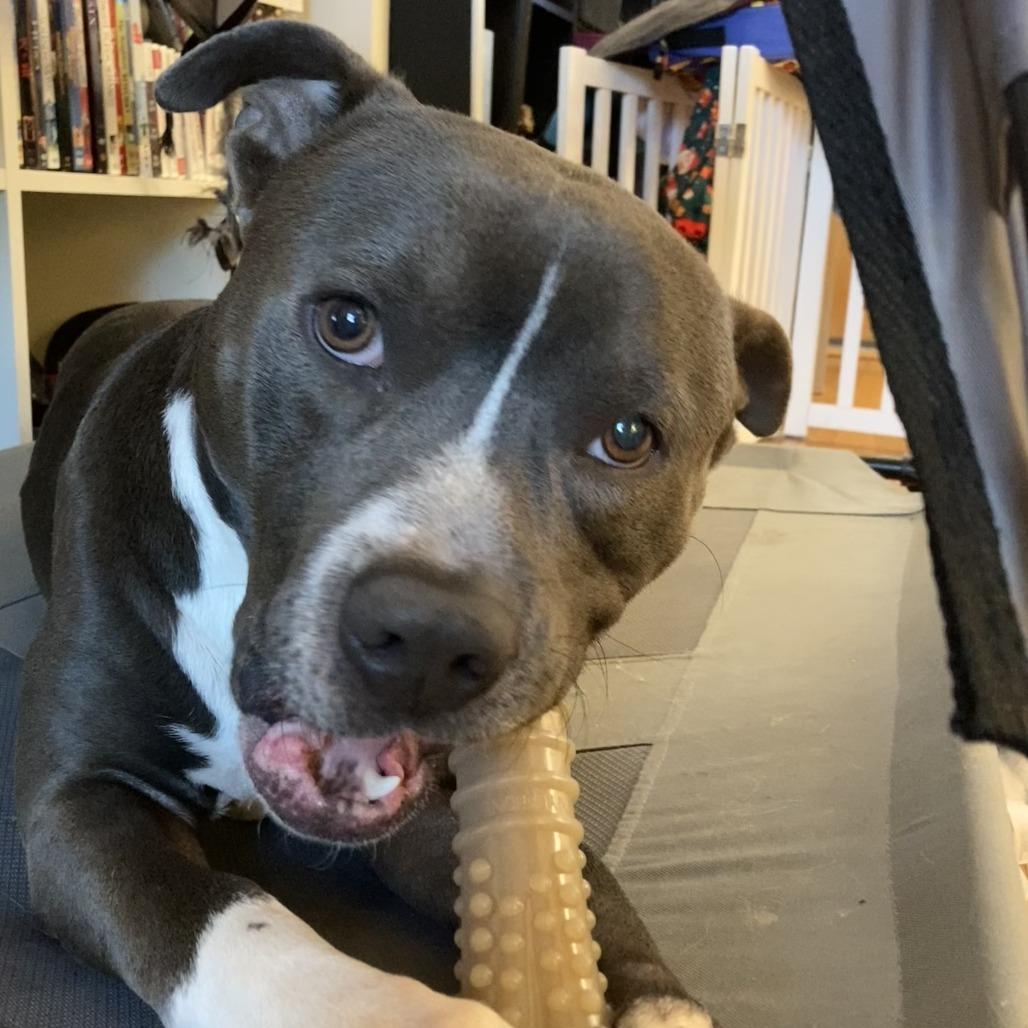 Enlarge Juni B. Bones (fka Junious), a Adoptable Pit Bull Terrier in York, PA image 2/5