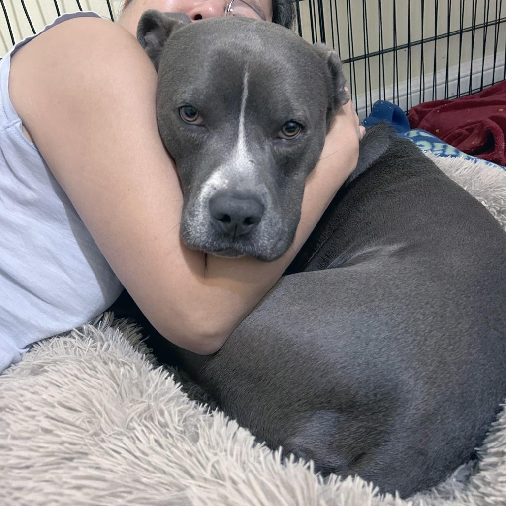 Enlarge Juni B. Bones (fka Junious), a Adoptable Pit Bull Terrier in York, PA image 4/6