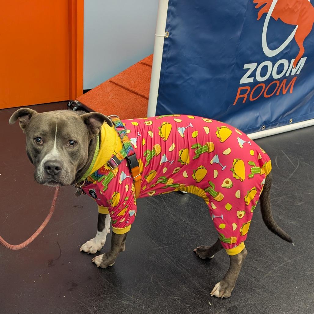 Enlarge Juni B. Bones (fka Junious), a Adoptable Pit Bull Terrier in York, PA image 6/6