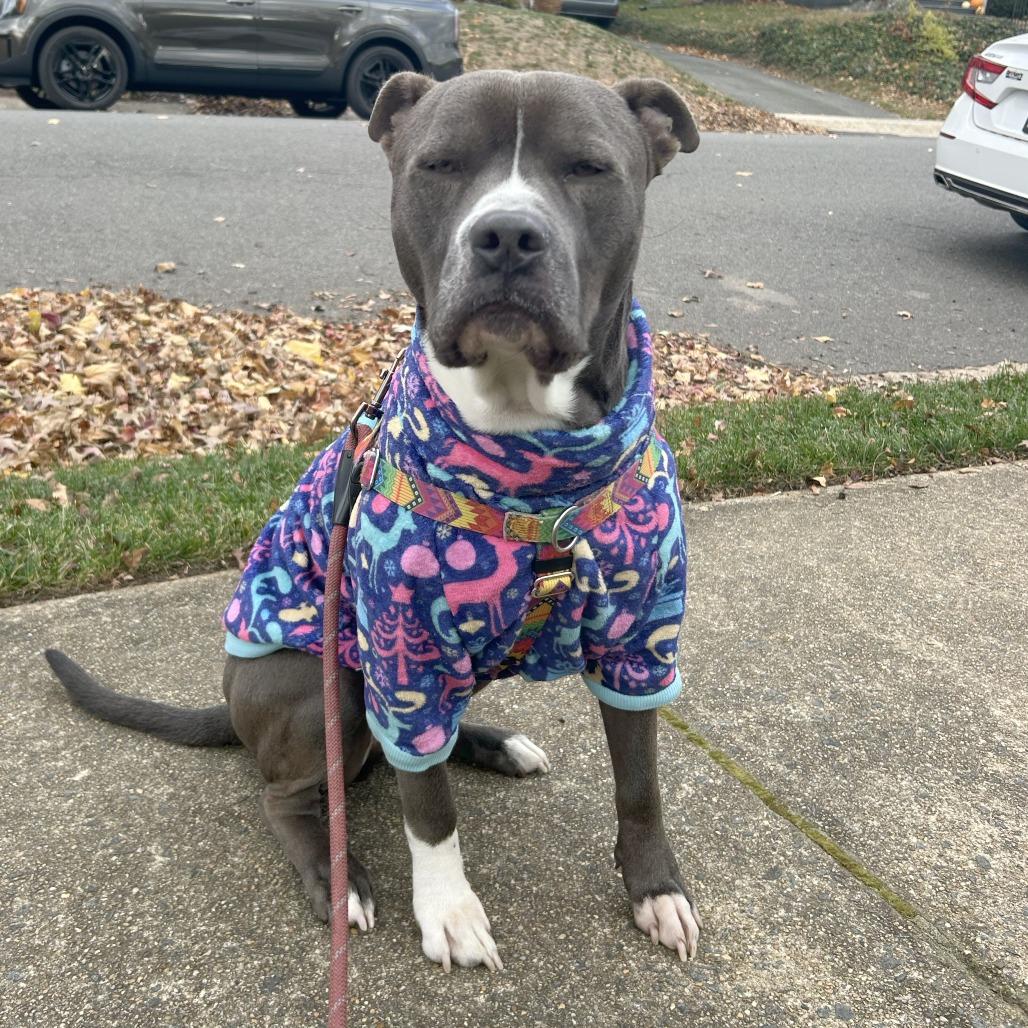 Enlarge Juni B. Bones (fka Junious), a Adoptable Pit Bull Terrier in York, PA image 5/6