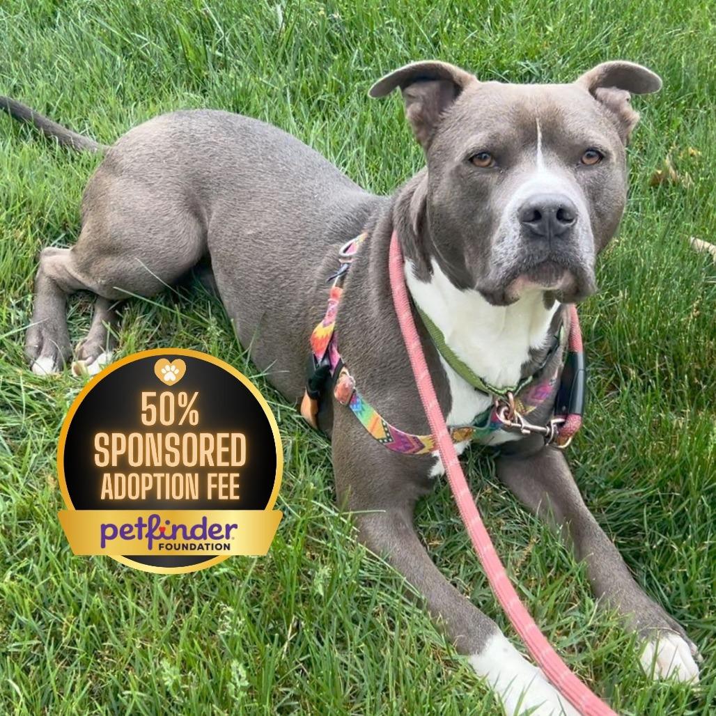 Juni B. Bones (fka Junious), Adoptable, Adult Male Pit Bull Terrier.