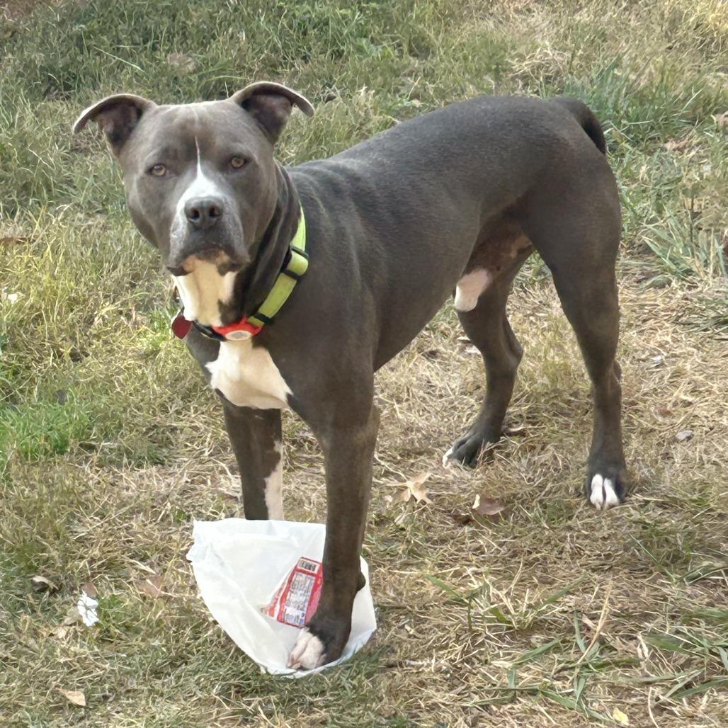 Enlarge Juni B. Bones (fka Junious), a Adoptable Pit Bull Terrier in York, PA image 3/6