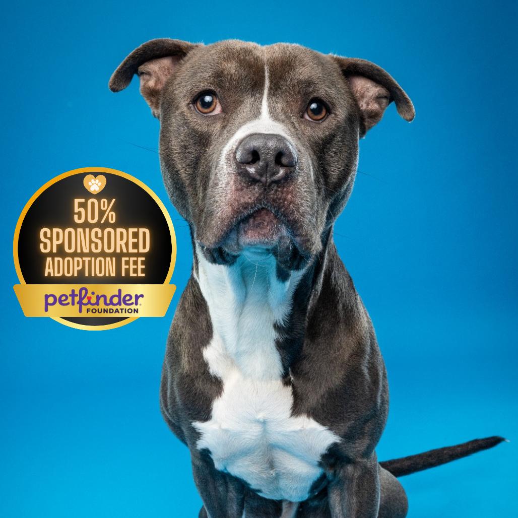 Juni B. Bones (fka Junious), Adoptable, Adult Male Pit Bull Terrier.