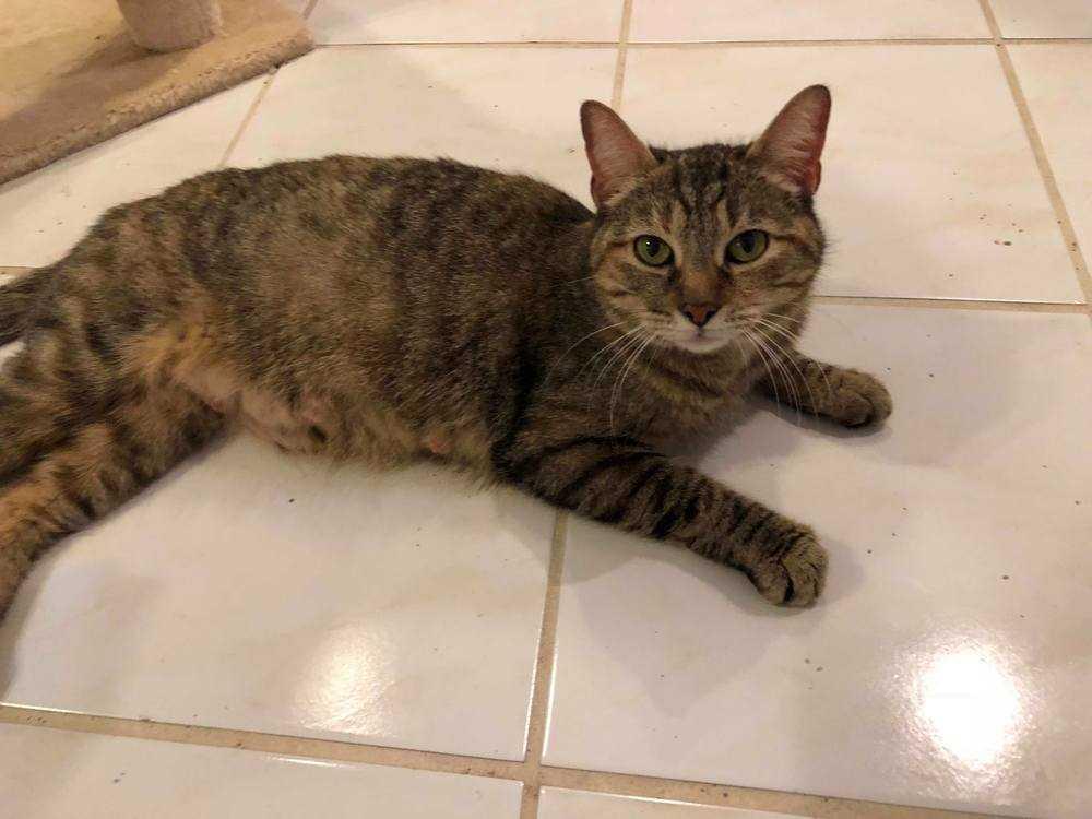 Enlarge Noodles Rice, a Adopted mixed breed in Dallas, TX image 1/1