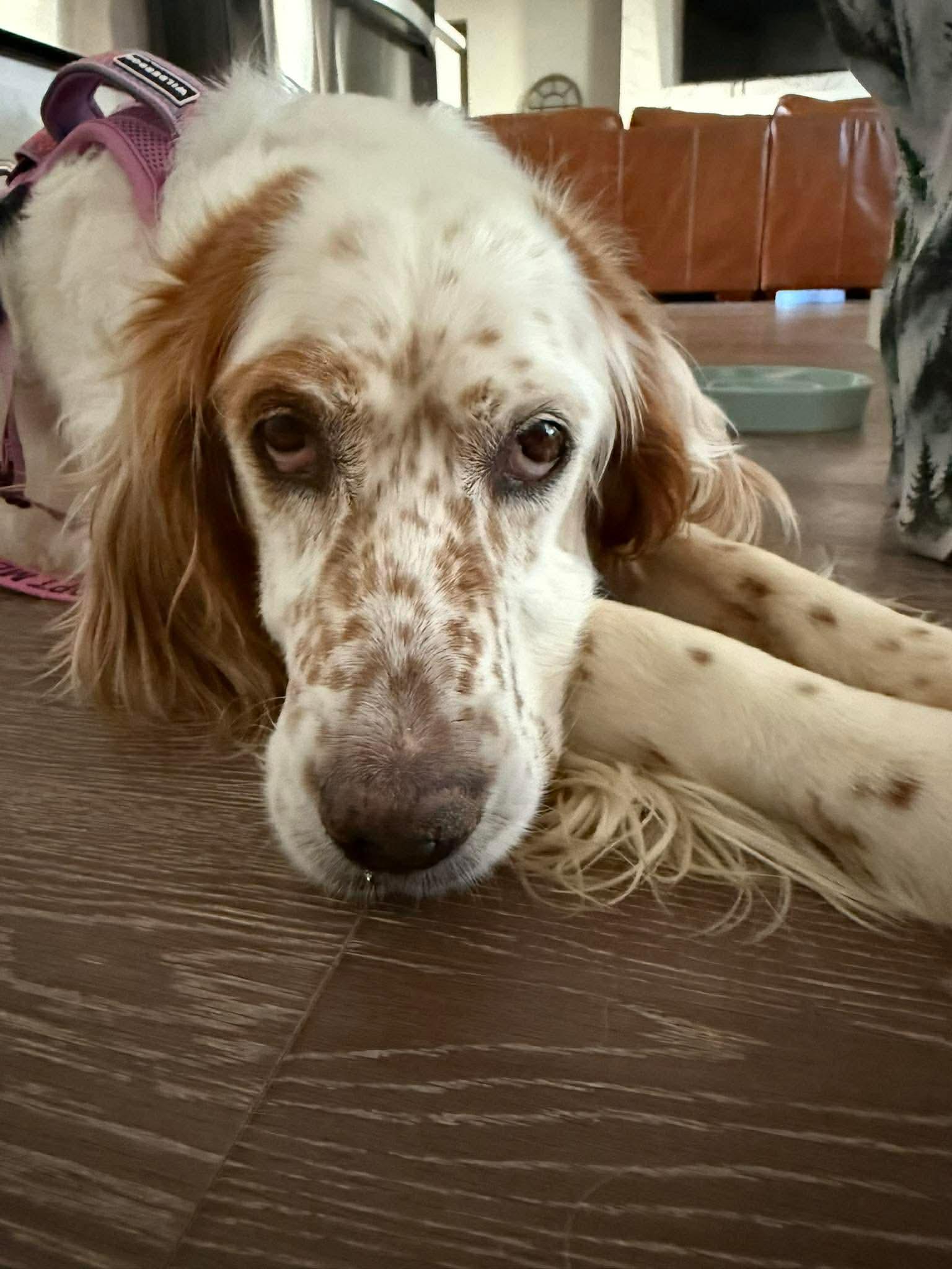 Sydney, a Adoptable Setter in Portland, OR image 5/6