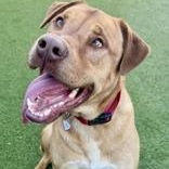 Montana, Adoptable, Adult Male Mixed Breed.
