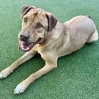 Enlarge Montana, a Adoptable Mixed Breed in Santa Cruz, CA image 3/3
