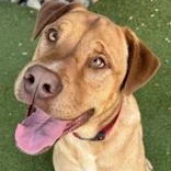 Enlarge Montana, a Adoptable Mixed Breed in Santa Cruz, CA image 2/3
