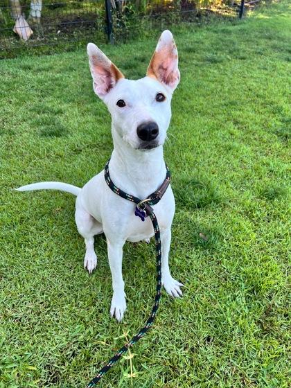 Ipo, a Adoptable mixed breed in Honolulu, HI image 2/3