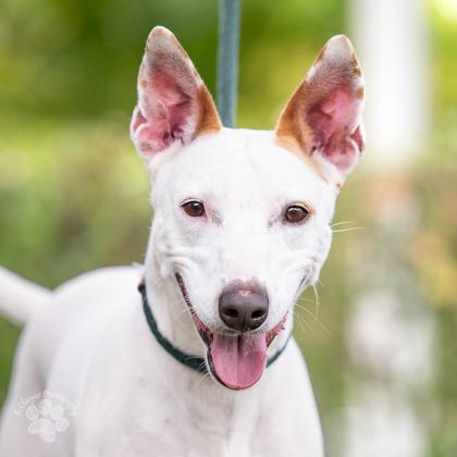 Enlarge Ipo, a Adoptable mixed breed in Honolulu, HI image 1/3