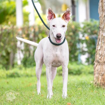 Enlarge Ipo, a Adoptable mixed breed in Honolulu, HI image 2/3
